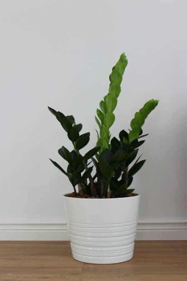 Zz Plants – Image 2